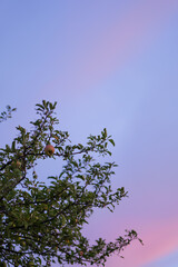 Apple Tree and Pink Sky in August Malus Domestica, Late Summer Evening