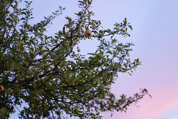 Apple Tree and Pink Sky in August Malus Domestica, Late Summer Evening