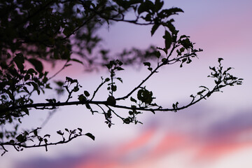 Apple Tree and Pink Sky in August Malus Domestica, Late Summer Evening