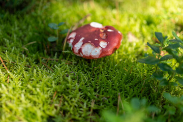 Wild mushroom fungi in the forest edible poisonous mushroom picking foraging Baltic nordic wild food moss Russula