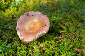 Wild mushroom fungi in the forest edible poisonous mushroom picking foraging Baltic nordic wild food moss Russula