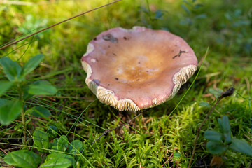 Wild mushroom fungi in the forest edible poisonous mushroom picking foraging Baltic nordic wild food moss Russula