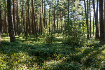 Obraz premium Green pines forest nordic Baltic trees moss lichen wild outdoors hiking Lithuania fir texture background