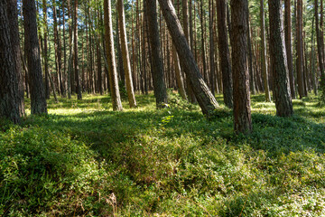 Green pines forest nordic Baltic trees moss lichen wild outdoors hiking Lithuania fir texture...