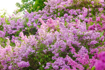 Vibrant lilac blooms in a lush garden during springtime in full bloom