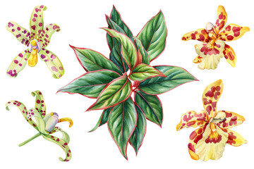 tropical watercolor set with exotic spotted orchids and green leaves botanical floral illustration for design and home decor © Hanna