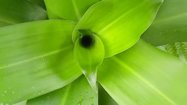 Top View of Andong Leaf (Cordyline Fruticosa) with Vibrant Green Foliage