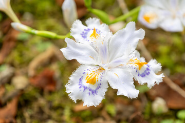 地面に咲くシャガの花のクローズアップ