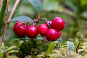 Cluster of Fresh Ripe Lingonberries on Branch with Green Leaves – Wild Red Berries in Forest for Organic Food, Autumn Harvest and Healthy Nutrition Concepts