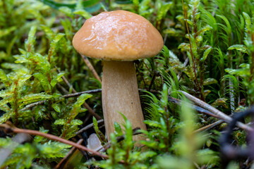 Fresh Brown Mushroom with Wet Cap Growing in Mossy Forest Close Up – Wild Edible Fungi for Autumn Harvest, Organic Food and Natural Nutrition Concepts