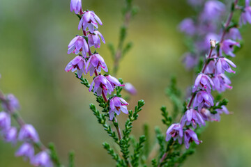 Close Up of Purple Heather Flowers Blooming in Nature – Beautiful Wild Heather Blossoms in Summer Meadow for Natural Beauty, Herbal and Background Concepts