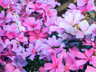 background of flowers of Manac&aacute;- da -serra tree with pink and purple and white colors and blurred background