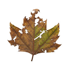 Photorealistic macro of a small, isolated, decaying leaf fragment with tattered edges, intricate veins, earth tones on a transparent background in a minimalist studio environment, concept of natural