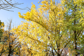 Ginko avenue in the Ibaraki history museum