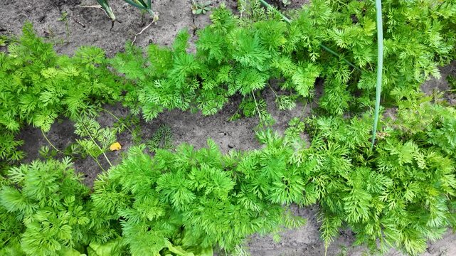 Leaves of carrots grown in backyard vegetable garden in Poland