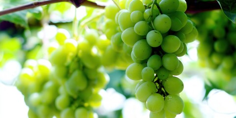 A lush cluster of green grapes hangs from the vine, ready for picking.