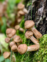 A group of edible honey fungi Armillaria mellea on the bark of a tree in a forest.