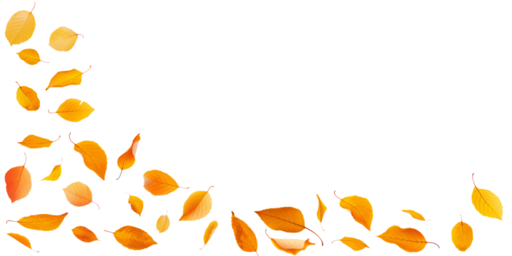 Photo of yellow and orange leaves falling on white or transparent panoramic background with copy space, png file. Fall season, autumn in nature header, autumnal web banner