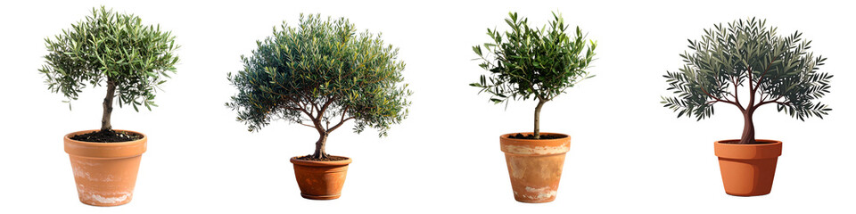 Obraz premium Four Potted Olive Topiary Trees on Black Background