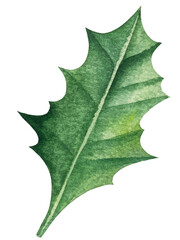 Fototapeta premium Set of bright watercolor mistletoe and holly berry illustrations. Collection of watercolour Christmas tree branches, leaves and berries for New Year greeting cards and banner decor