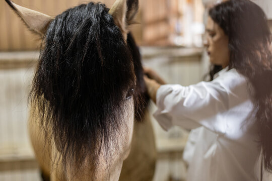 Beautiful young girl in the stable combing a horse. Care and care of a horse. Rural life. Horse and mistress. Cleaning a horse