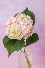 Single pink hydrangea in vase on pastel background – ideal for romantic minimal use