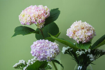 Trio of hydrangeas with green background – great for home decor, floristry, or greeting card themes