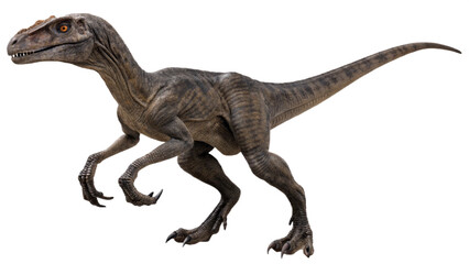 Fototapeta premium Velociraptor isolated on transparent PNG background