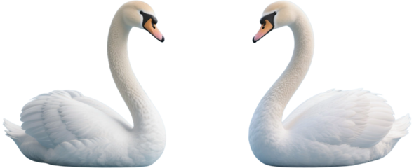 白鳥　鳥　動物　生き物　白