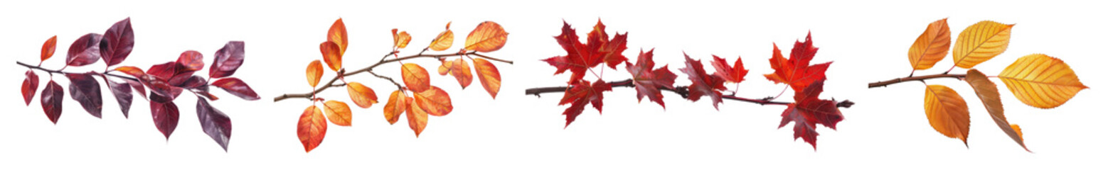 PNG Colorful autumn leaves border design, element set on transparent background