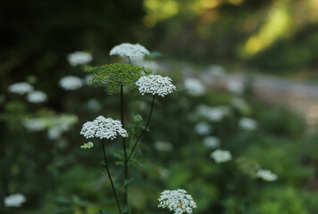 Ground elder plant, goutweeds (Aegopodium podagraria)