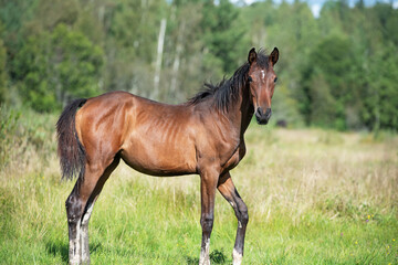 Obraz premium beautiful dark bay sportive foal posing at pasture. sunny summer day