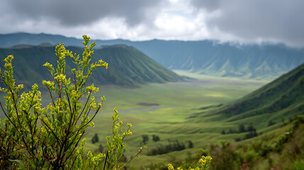 Fototapeta premium Top-down aerial view of serene Bromo Volcano landscape with Close-up macro plant