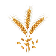 Fototapeta premium Golden wheat stalks and grains isolated on transparent background