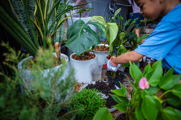 Little school boy planting monsterra plantation in living room