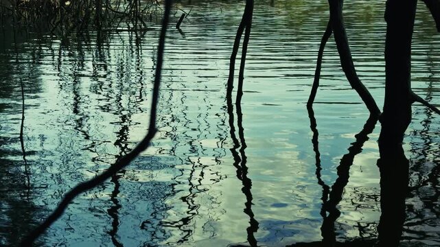 Tree Branches Reaching into the Lake Water
