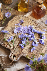 Making herbal tincture from fresh wild chicory or succory flowers