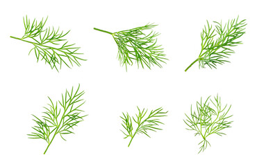 Dill isolated on white background. Fresh organic greens. Dill plantation. Dill leaves. Bunch of spring young dill. Vitamins. Fiber. Aromatic culinary spice.