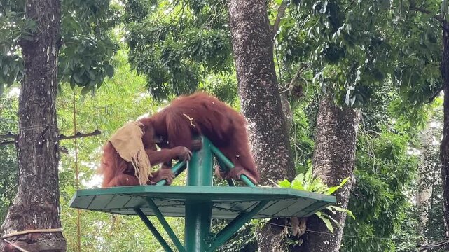 Two Sumatran Orangutan Pongo abelii on a platform. One individual with a burlap sack over its back grabs the other's arm followed by biting and play fighting at Zoo Negara Malaysia.