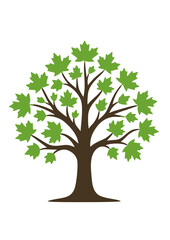 Obraz premium Minimalist Maple Tree