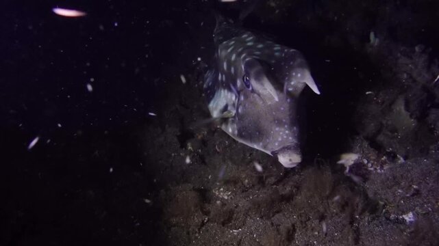 Long Horn Cowfish 
