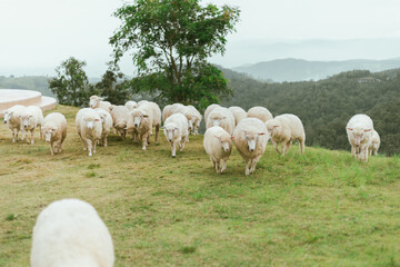 Obraz premium Akha Farmville, the only sheep farm of Doi Chang, Chiang Rai