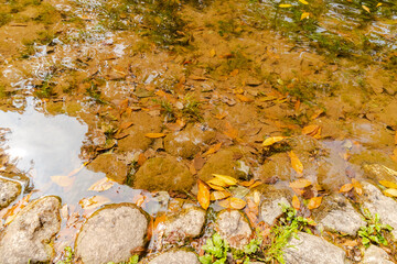 Fallen leaves and stones in the water at the shallow beach of the lake or pond