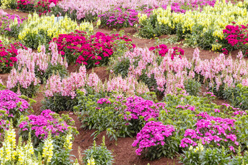 Dianthus Jolt Flowers in Australia