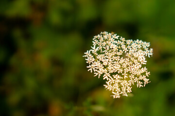 White Umbel Flower Closeup in Nature