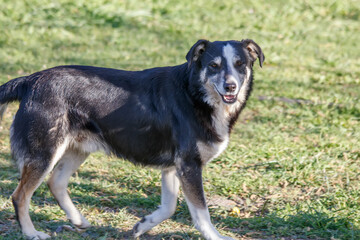 Fototapeta premium black and white dog