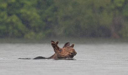 A bull moose swimming across Opeongo lake with black flies buzzing above him in Algonquin Park, Ontario, Canada