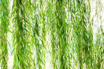 The green plants in the park are white willow branches © ZCFei