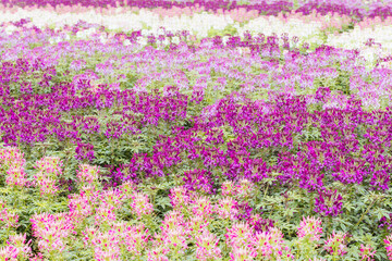 Fototapeta premium Cleome Sparker Blush Flowers in Melbourne Australia