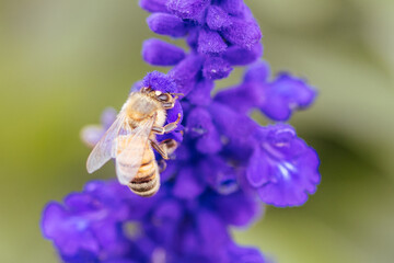 Lavendar Flowers and Bee in Australia